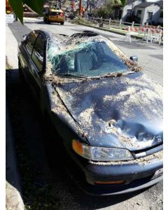1994 Honda Accord Dx part out tree landed on it